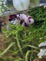 betta splendes plakat koi, Dieren en Toebehoren, Vissen | Aquariumvissen, Vis, Zoetwatervis