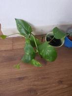 Gratis   kamerplanten, Ophalen, Halfschaduw, Minder dan 100 cm