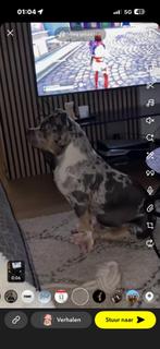 American pocket bully merle te koop, Dieren en Toebehoren, Rabiës (hondsdolheid), 15 weken tot 1 jaar, Overige rassen, Teef