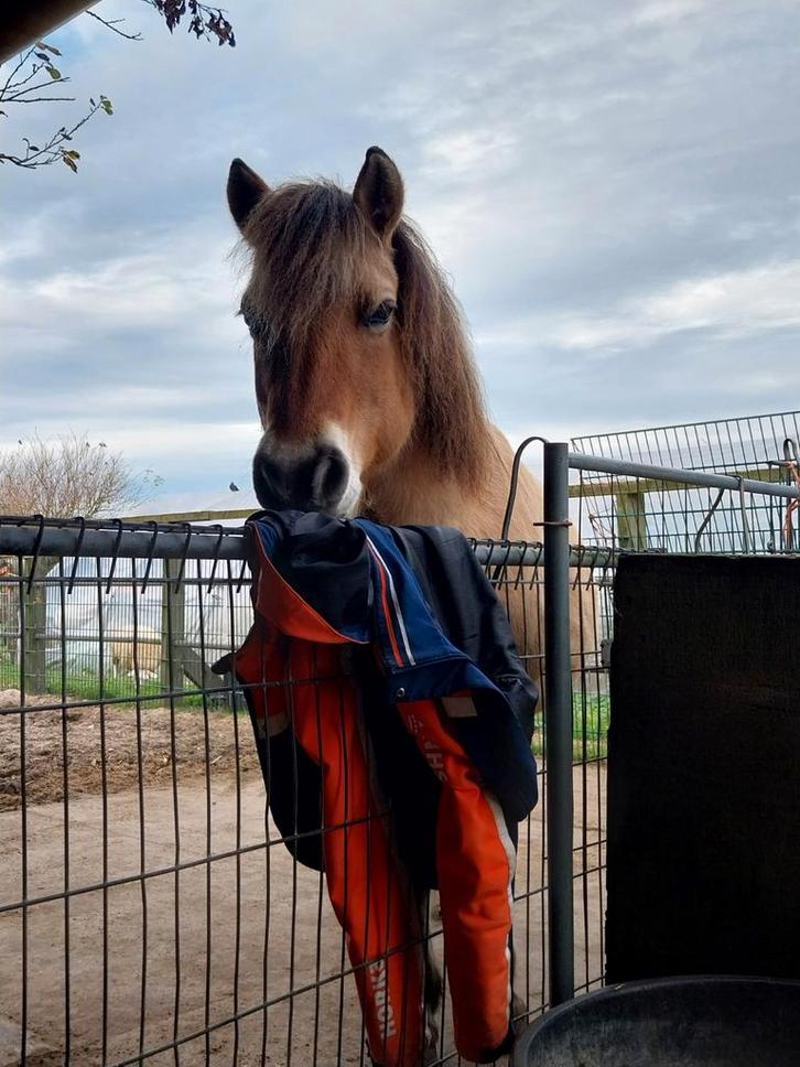 fjord merrie, Dieren en Toebehoren, Pony's, Merrie, Zadelmak, D pony (1.37m tot 1.48m), Recreatiepony, 11 jaar of ouder, Met stamboom