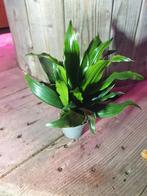 Dracaena fragrans Janet Craig kamerplant, Ophalen, Halfschaduw, Minder dan 100 cm