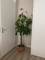 Geldboom met mand 190cm, Ophalen, Zo goed als nieuw