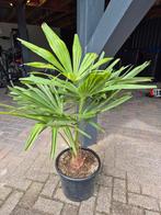 Palm, Trachycarpus fortunei, winterhard., Tuin en Terras, Planten | Tuinplanten, Ophalen, Bloeit niet, Overige soorten, Volle zon