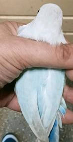 Prachtige piep jonge agapornis fisheri opaline dilute man, Mannelijk, Dwergpapegaai of Agapornis, Geringd
