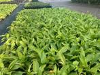 Hosta hartlelie goedkope tuinplanten, Tuin en Terras, Ophalen of Verzenden, Overige soorten, Halfschaduw