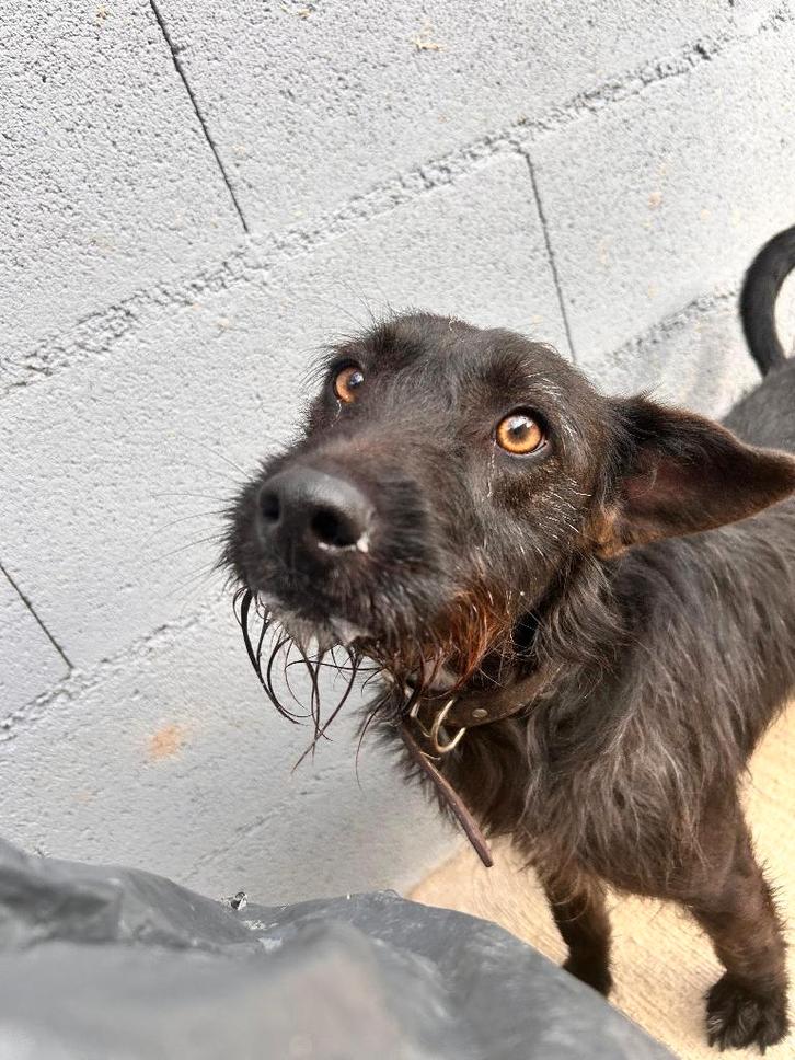 Waar mag deze vriendelijk jonge man omen wonen?, Dieren en Toebehoren, Honden | Niet-rashonden, Middel, Reu, Particulier, Eén hond