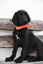 Blacky verblijft in Cyprus, vanaf 12 november in NL, Dieren en Toebehoren, Honden | Niet-rashonden, Rabiës (hondsdolheid), 15 weken tot 1 jaar