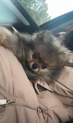 Pomeriaan pup reutje 9 weken, Dieren en Toebehoren, Honden | Poolhonden, Keeshonden en Oertypen, Rabiës (hondsdolheid), 8 tot 15 weken