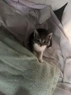 Lieve cypers mix bengaal kittens, Dieren en Toebehoren, Meerdere dieren, Ontwormd, 0 tot 2 jaar