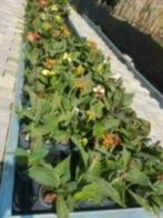 ACTIE, Vijverplanten, waterlelies, drijfplanten - Koidreams, Ophalen of Verzenden, Nieuw, Plant(en), Steen of Hout