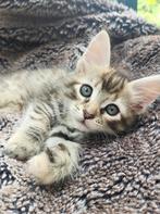 Leuke kittens, Dieren en Toebehoren, Meerdere dieren, Kortharig, 0 tot 2 jaar