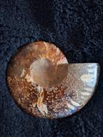 Prachtige Ammoniet Fossiel, Verzamelen, Mineralen en Fossielen, Ophalen of Verzenden