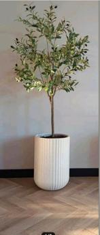Prachtige grote kunst olijfboom, Huis en Inrichting, Woonaccessoires | Kunstplanten en Kunstbloemen, Ophalen of Verzenden, Nieuw