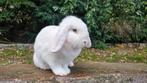Wit blauwoog voedster, Dieren en Toebehoren, Konijnen, Vrouwelijk, Klein, Hangoor, 0 tot 2 jaar