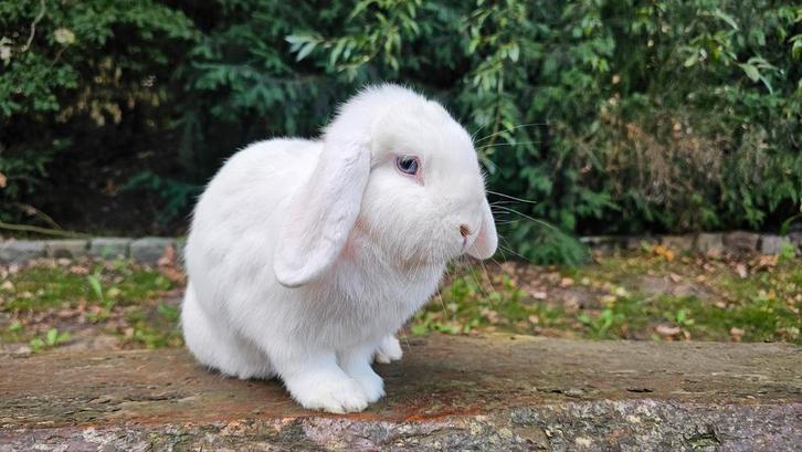 Wit blauwoog voedster, Dieren en Toebehoren, Konijnen, Klein, Vrouwelijk, 0 tot 2 jaar, Hangoor