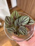 Terrariumplant peperomia “Piccolo banda “, Ophalen of Verzenden, Halfschaduw, Minder dan 100 cm