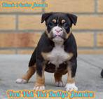Tricolor american bully pups, Dieren en Toebehoren, Honden | Bulldogs, Pinschers en Molossers, Overige rassen, 8 tot 15 weken