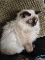 Ragdoll kitten, Kater, Ontwormd, 0 tot 2 jaar