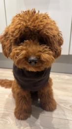 Toy poedel, Dieren en Toebehoren, Honden | Chihuahua's en Gezelschapshonden, Poedel, Rabiës (hondsdolheid), 15 weken tot 1 jaar