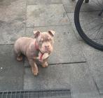 American Bully teefje, HCC (leverziekte), 15 weken tot 1 jaar, Teef, Bulldog