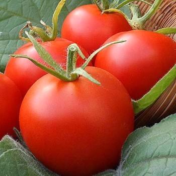 Tomate planten Moneymaker een lekkere makelijke tomate plant