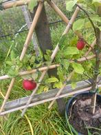 Lei fruitbomen laagstam appel en peer €49,95, Ophalen of Verzenden, Appelboom, Lente