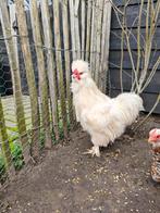 Zijdehoen haan, Dieren en Toebehoren, Pluimvee, Mannelijk, Kip