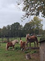 Aangeboden: Hoefbekapper regio Berkelland., Dieren en Toebehoren, Ophalen