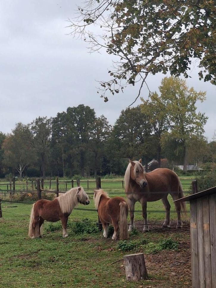 Aangeboden: Hoefbekapper regio Berkelland., Dieren en Toebehoren, Paarden en Pony's | Verzorgingsproducten, Ophalen
