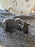 Lief tam skinny caviabeertje, Cavia, Mannelijk, November, Tam