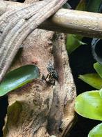 Gezocht ranitomeya ventrimaculata french guyana, Dieren en Toebehoren, Reptielen en Amfibieën