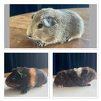 3 zeugjes beschikbaar., Dieren en Toebehoren, Cavia, Juni, Vrouwelijk, Tam