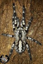 0-0- 7 Poecilotheria regalis €30 incl. bakje, Overige soorten, Met terrarium, 0 tot 2 jaar