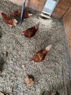 Slachtkippen, Vrouwelijk, Kip