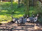 Te koop 6 parelhoenders, Dieren en Toebehoren, Pluimvee, Meerdere dieren, Kip