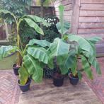 diverse bananenplanten, Ophalen, Vaste plant, Fruitplanten, Volle zon