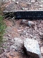Diamantduif, Dieren en Toebehoren, Tropenvogel