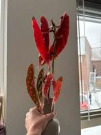 Stekjes stippenplant 2 stuks, Ophalen of Verzenden