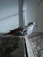 Bonte diamantduifjes, Dieren en Toebehoren, Vogels | Duiven, Meerdere dieren, Overige soorten