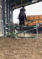 Springpaard - rijpaard - fokmerrie, Dieren en Toebehoren, Paarden, Springpaard, 11 jaar of ouder, Merrie, Gechipt