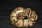 Kweekkoppel DH dreamsicle python regius, Slang, Tam, 3 tot 6 jaar