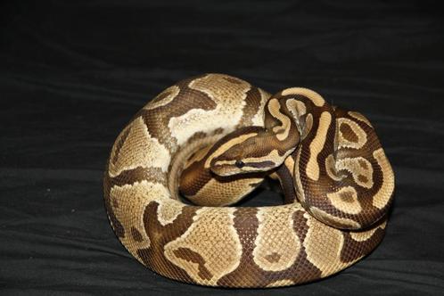 Kweekkoppel DH dreamsicle python regius, Dieren en Toebehoren, Reptielen en Amfibieën, Slang, 3 tot 6 jaar, Tam