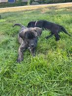 Boerboel x labrador pups te koop, Dieren en Toebehoren, Overige rassen, 8 tot 15 weken, Meerdere, Meerdere dieren