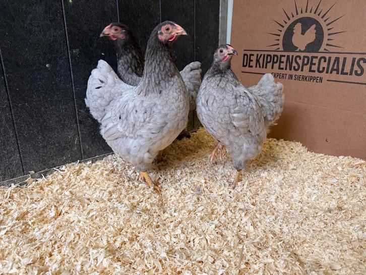 Jonge tamme Wyandotte kriel grijs blauw gesekst en ingeënt, Dieren en Toebehoren, Pluimvee, Kip, Vrouwelijk