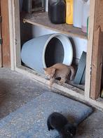 Schattige rode kittens, Meerdere dieren, 0 tot 2 jaar