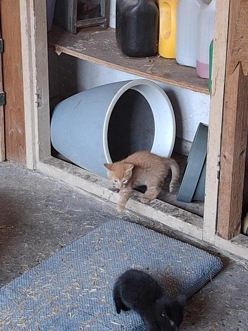 Schattige rode kittens, Dieren en Toebehoren, Katten en Kittens | Overige Katten, Meerdere dieren, 0 tot 2 jaar