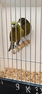 Kanarie koppel, Dieren en Toebehoren, Vogels | Overige Vogels, Meerdere dieren