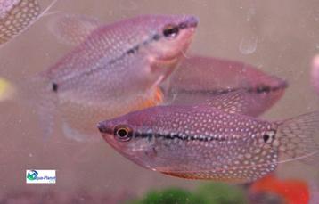 Diamant Gourami beschikbaar voor biedingen
