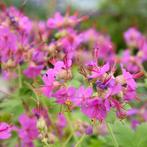 Rots ooievaarsbek - Geranium Macrorrhizum gifvrij, Ophalen, Bodembedekkers, Vaste plant, Halfschaduw