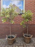 Euonymus Japonica - Japanse Kardinaalsmuts, Tuin en Terras, Planten | Bomen, Ophalen, Zomer, Volle zon